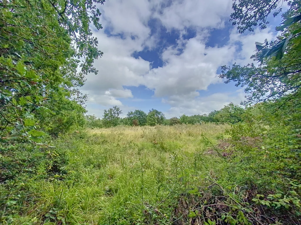 Terrain à bâtir boisé
